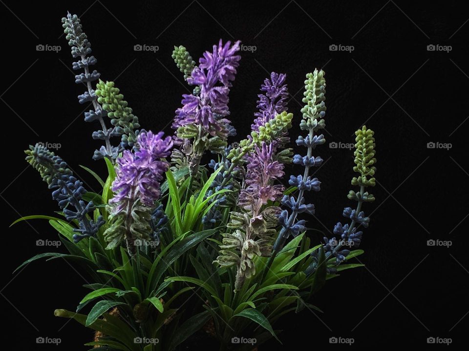 Bouquet of lavender sprigs 