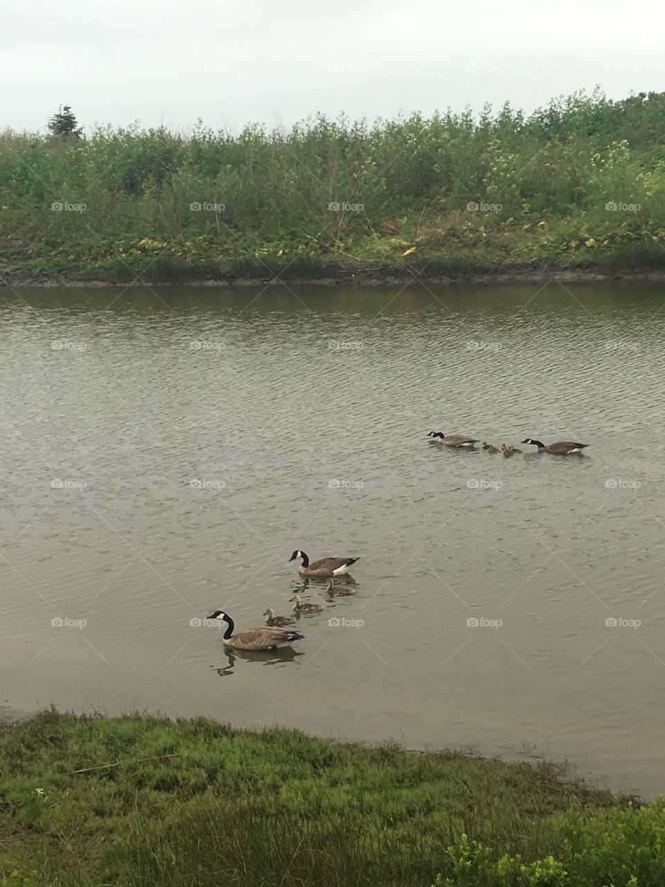 A family of geese at the marsh