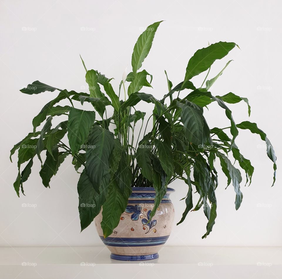 Spathiphyllum plant