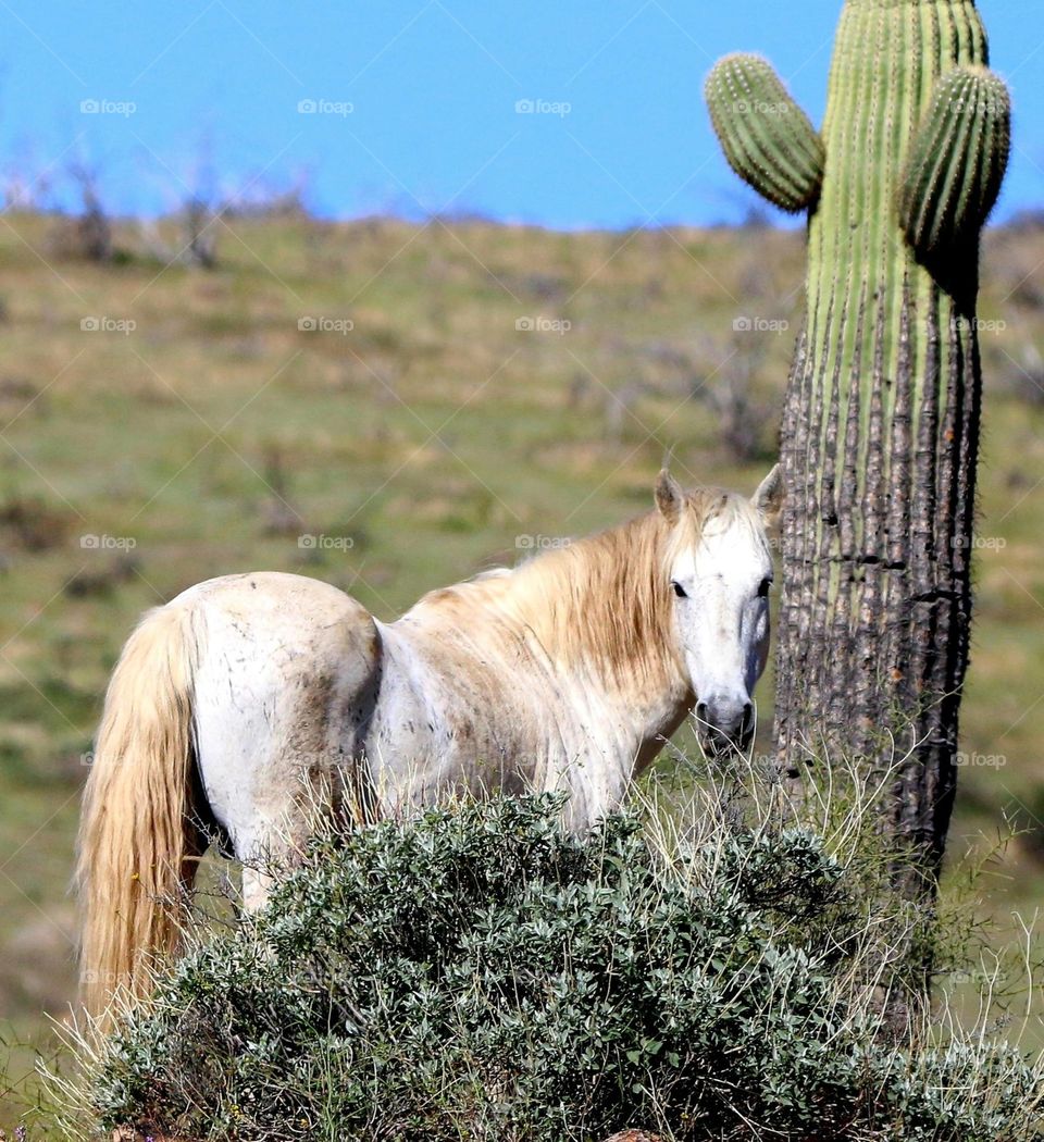 Wild Horse in Sonoran Desert