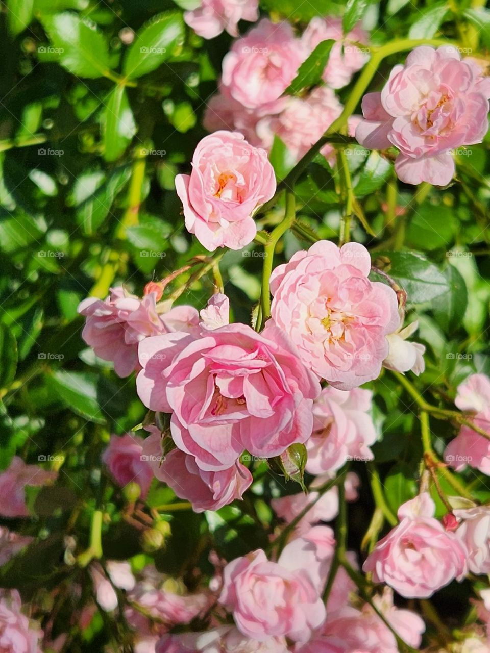 close up of open pink rose blossoms and green leaves in an Suburban Oregon park