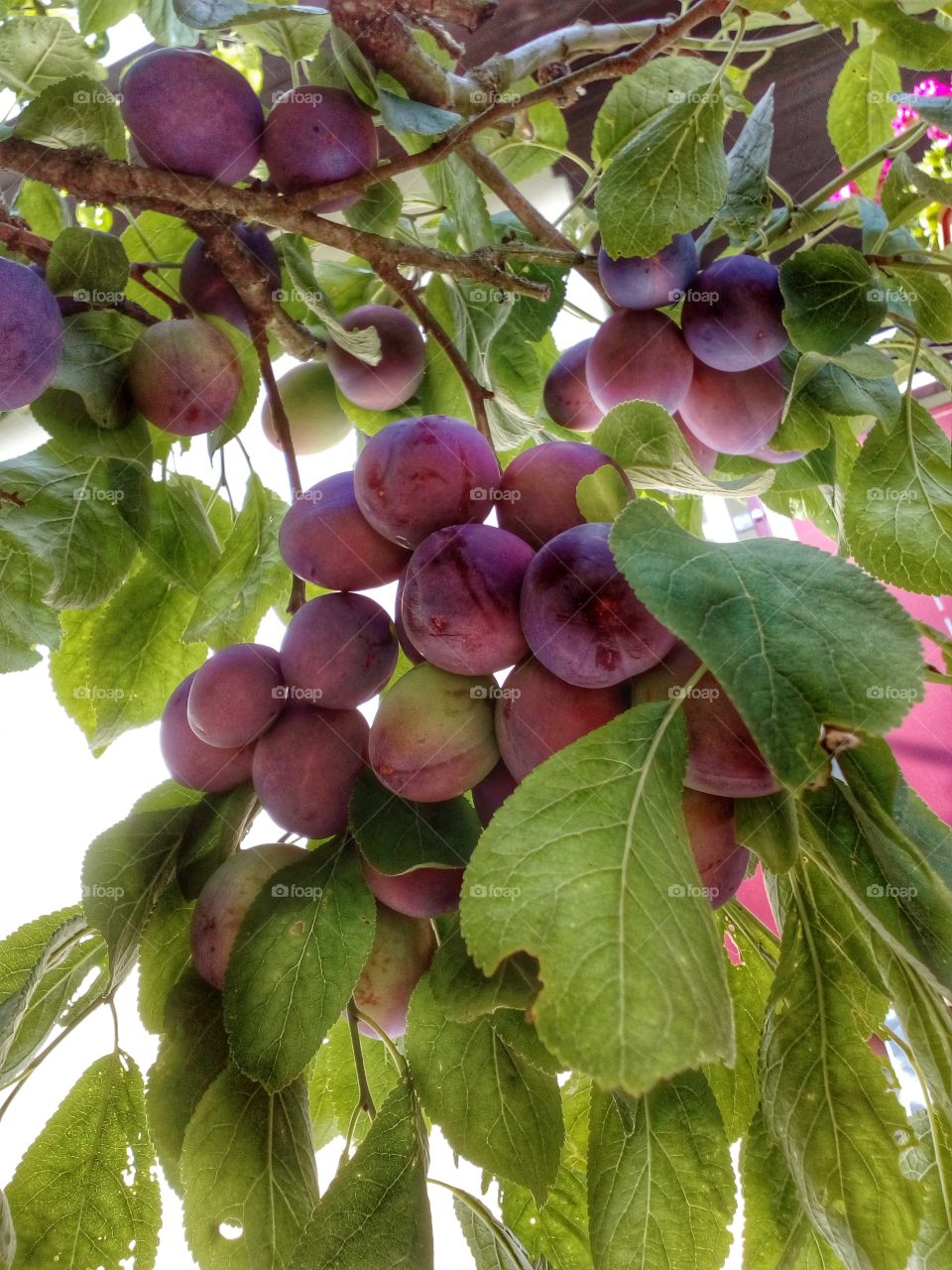 prunes tree in the summer time