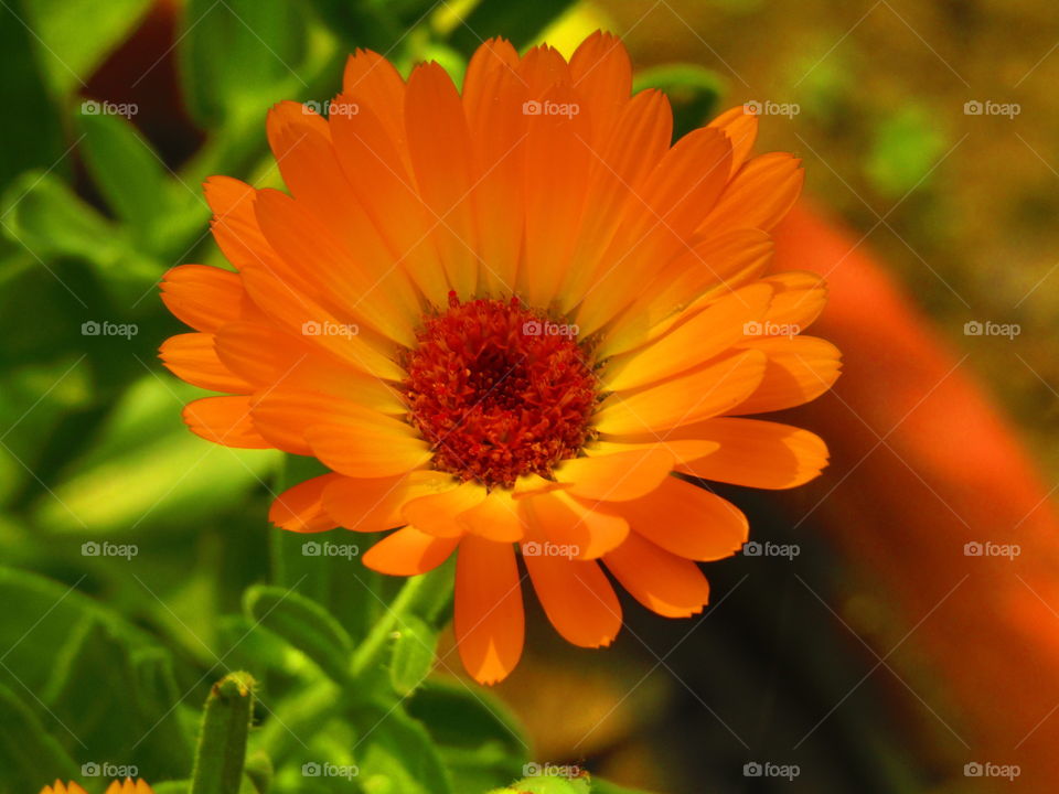 beautiful flowers Calendula officinalis, the pot marigold, ruddles, common marigold or Scotch marigold, is a plant in the genus Calendula of the family Asteraceae.