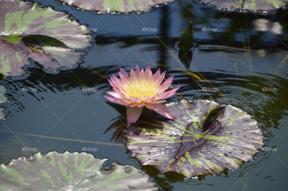 Japanese Water Lily