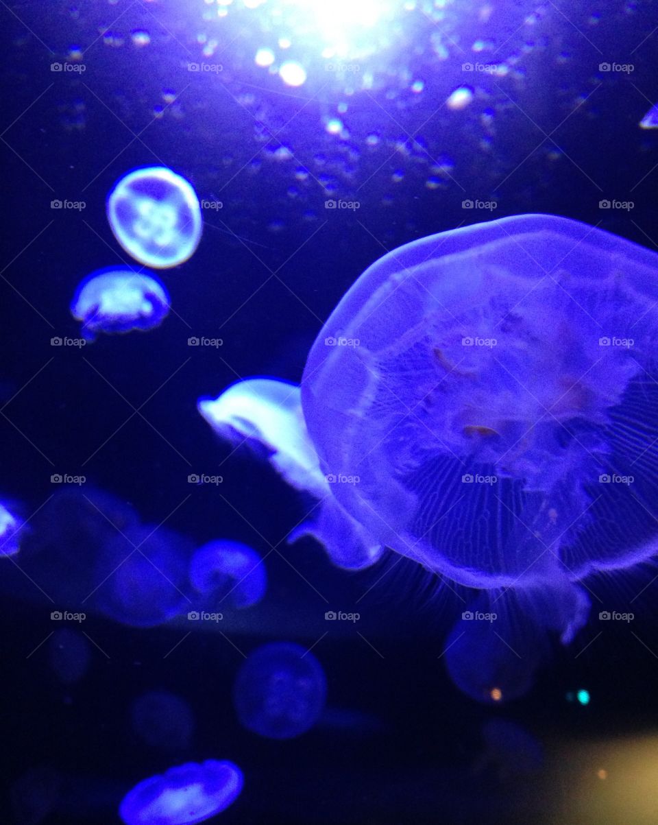 Jellyfish. Jellyfish 