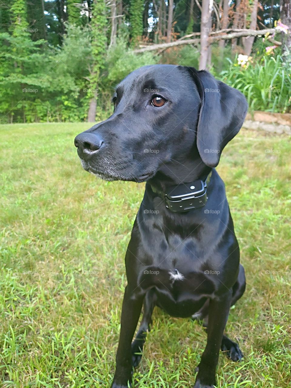 black labrador retriever mixed breed