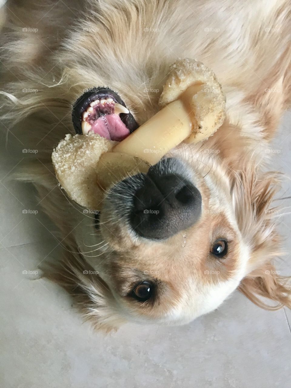 Chew dog toy and playful golden retriever