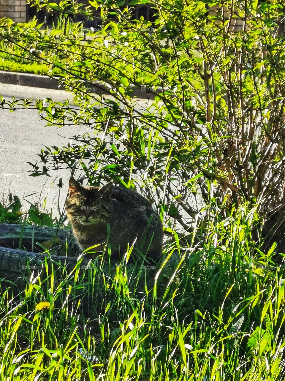 Forest day outdoor nature greens wild forest greens sky clouds moody cat