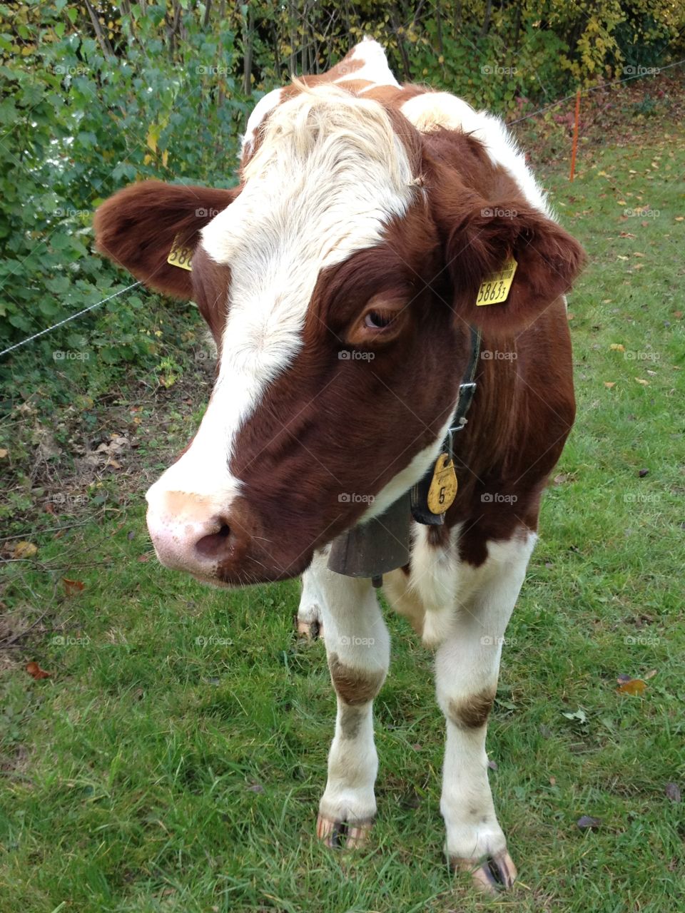 Cow, Luzern, Switzerland