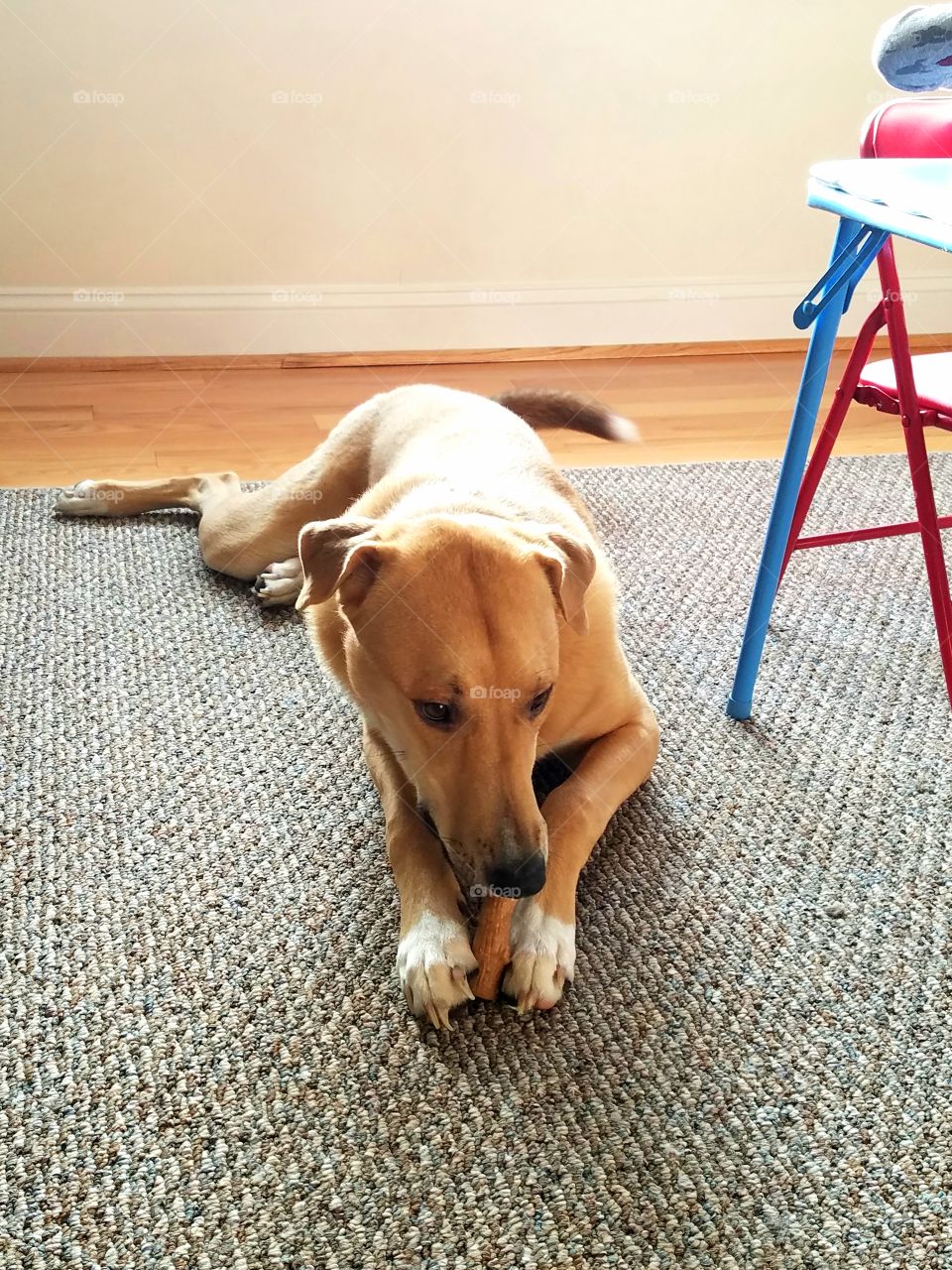 Thor the dog enjoys his Christmas chew toy