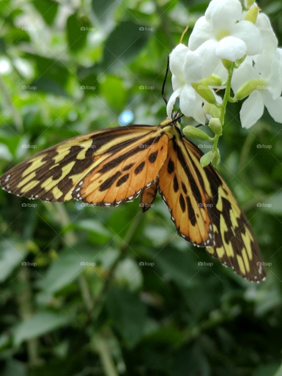 lovely monarch butterfly