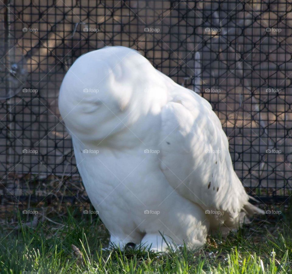 snow owl ... motion blur ... fluke