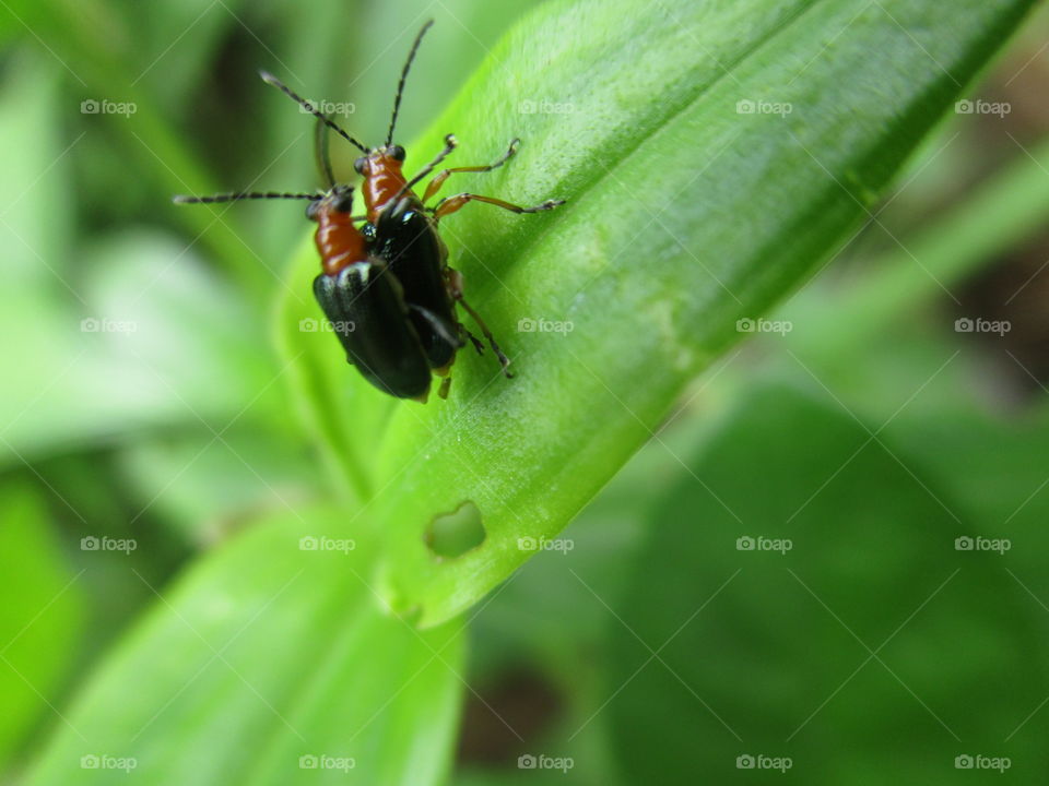 Hugging insects