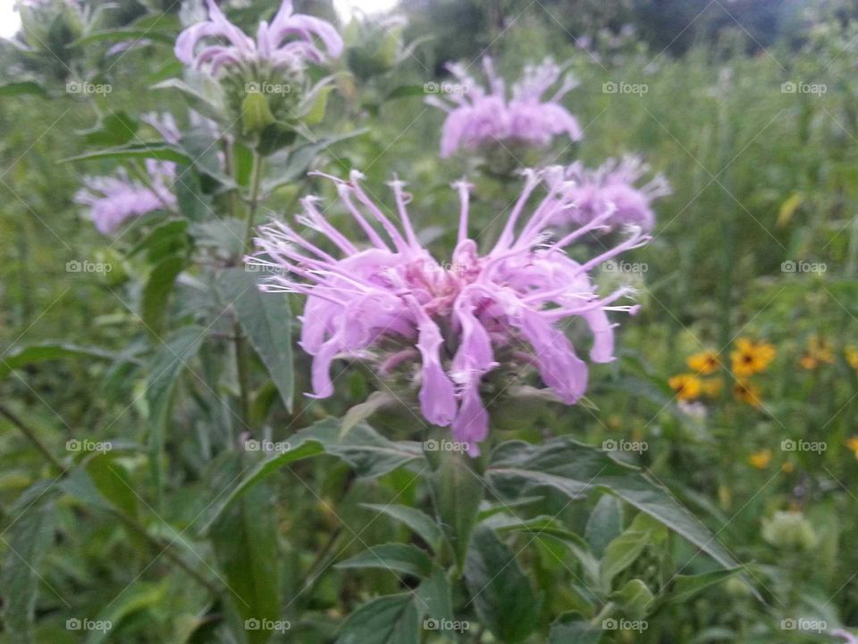 purple flower