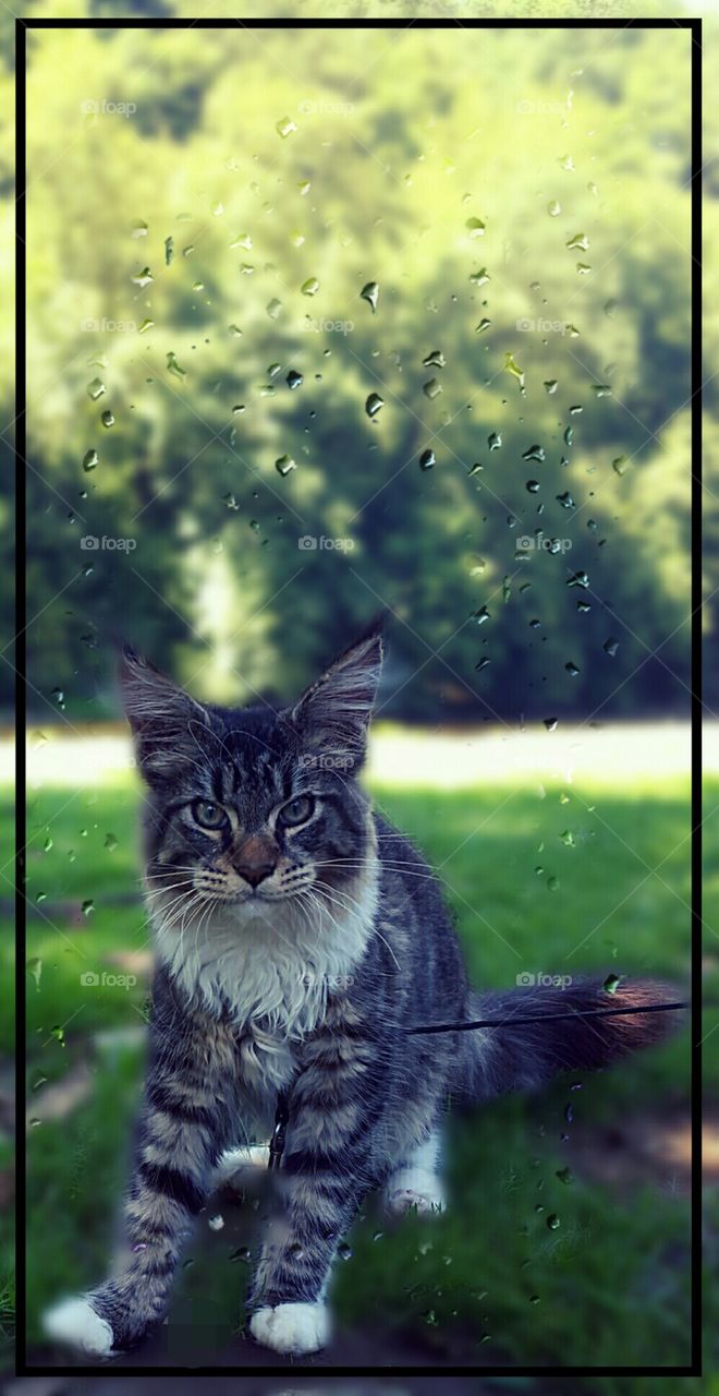 My Maine Coon cat Hannibal behind glass