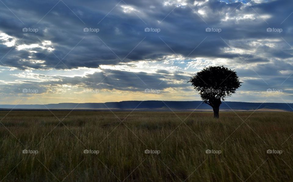 Tree in the Storm