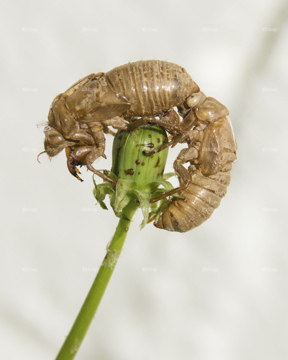 Close up of the shell from a seventeen Year Cicada 