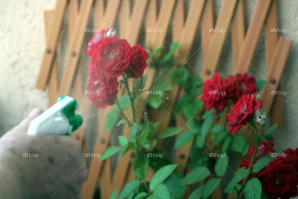 Spraying boiled garlic on roses against the lice