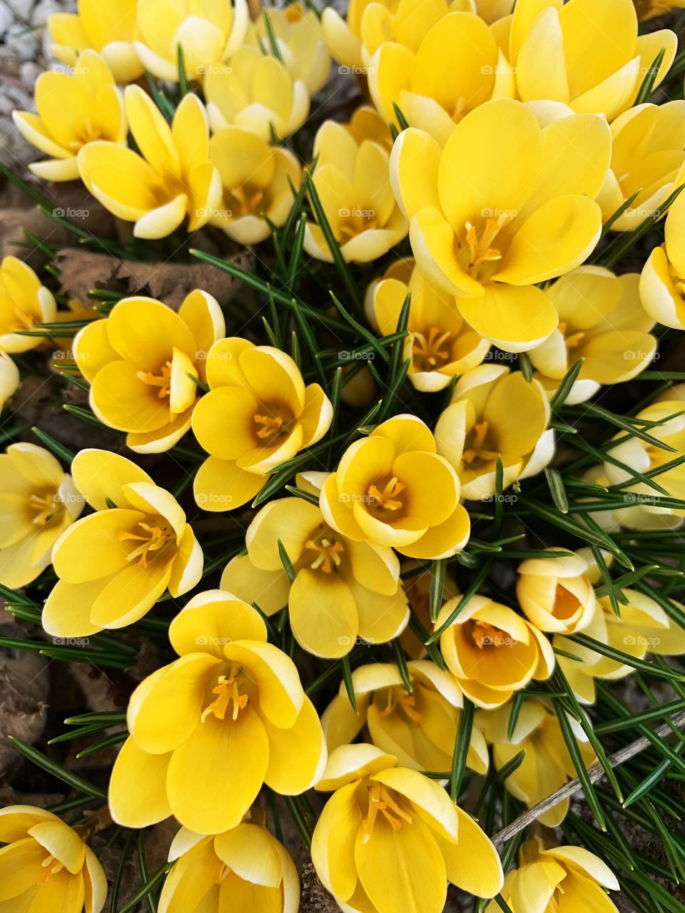 Yellow crocus 