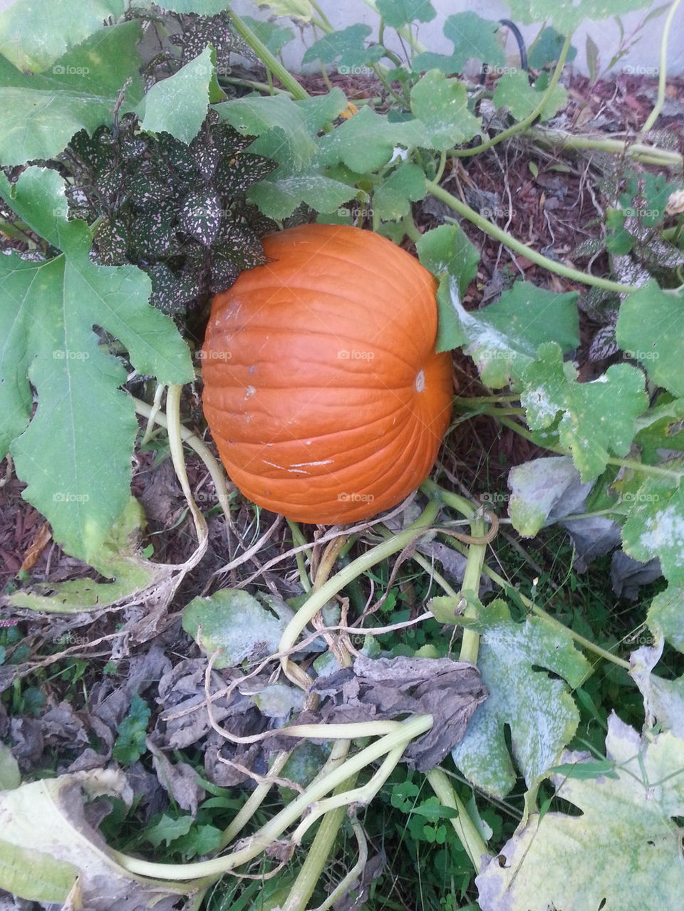 pumpkin