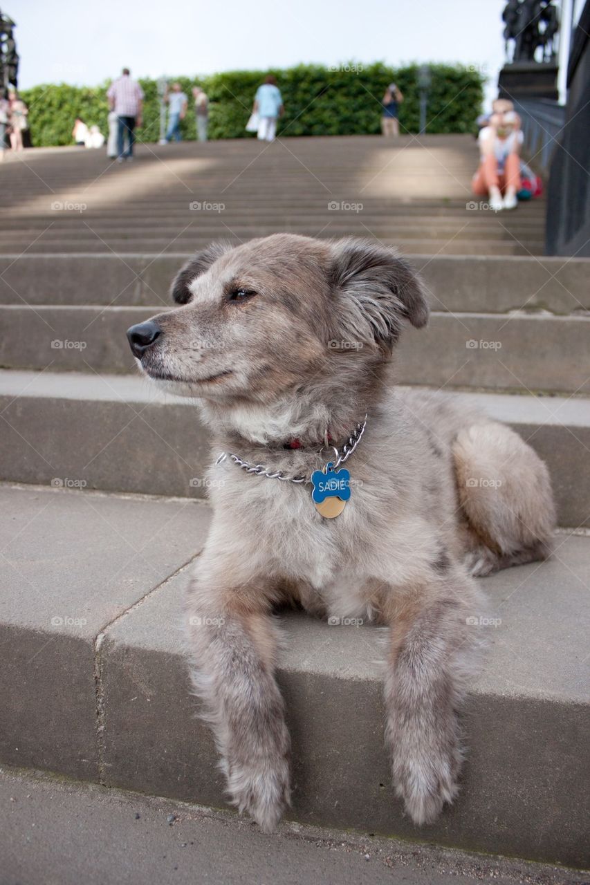 Dog posing on steps