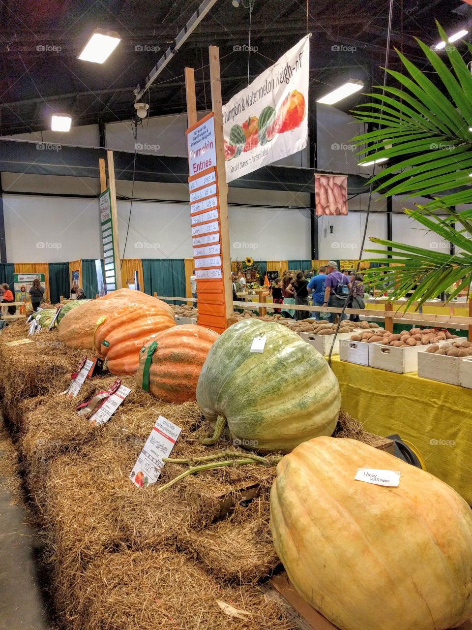 Giant Pumpkins