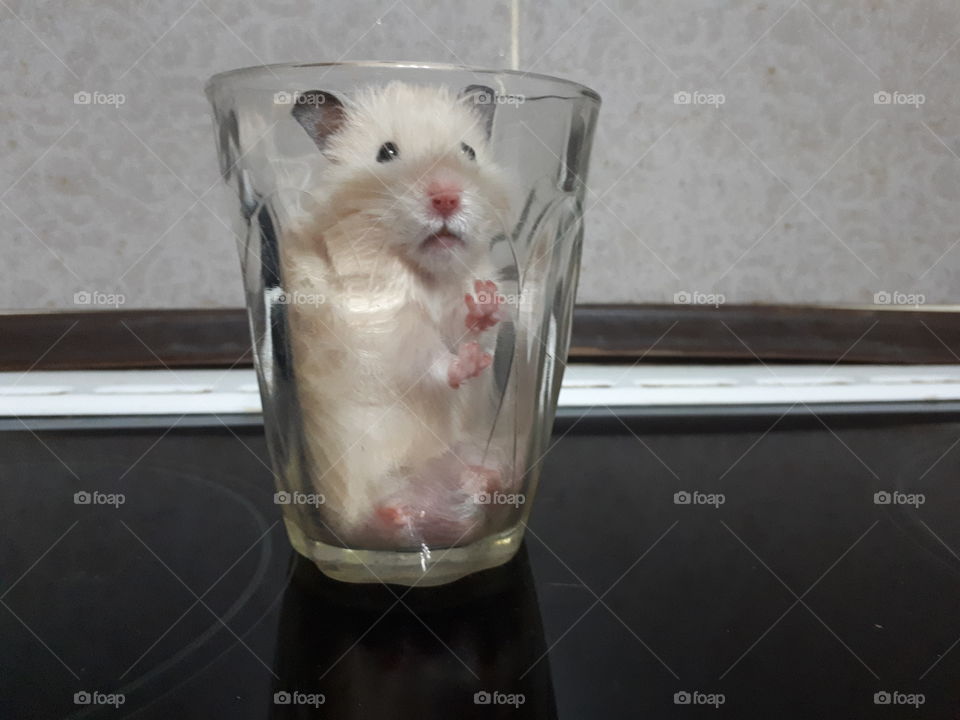 Small hamster in the glass