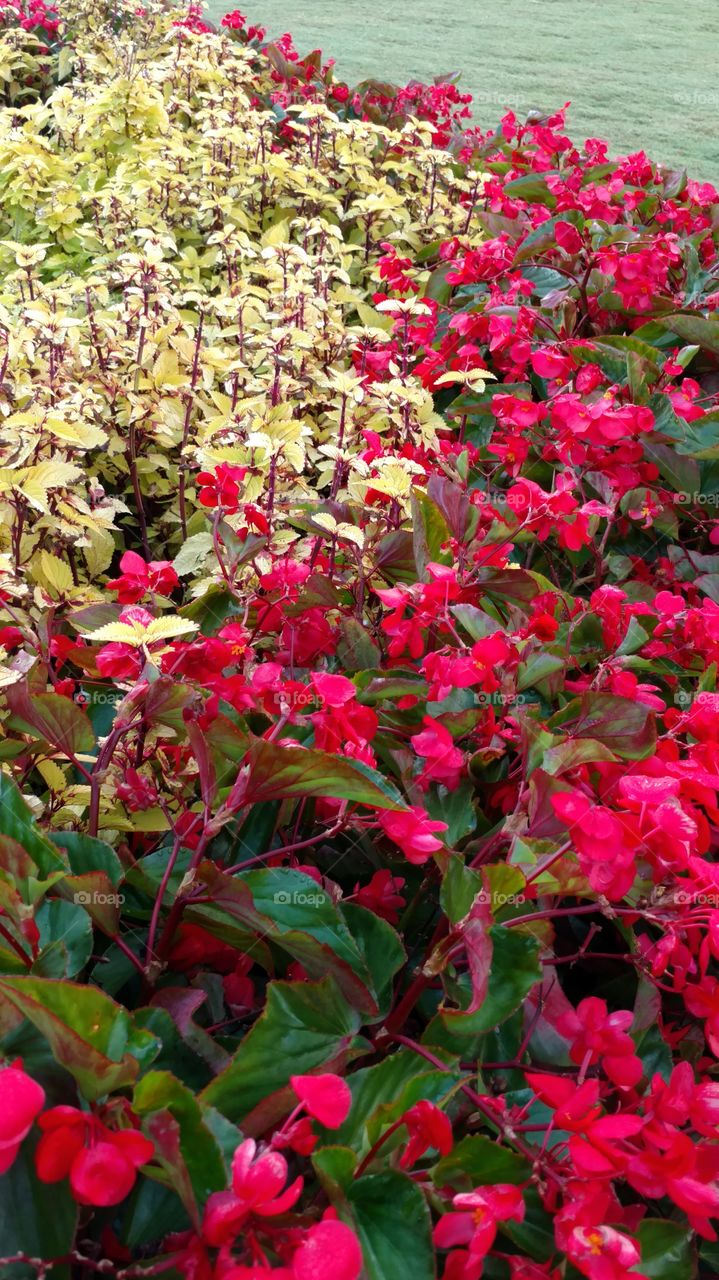 Flower, Flora, Nature, Garden, Leaf