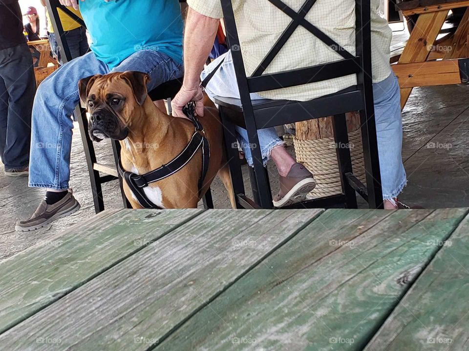 Dog enjoying outdoor beach restaurant with owner.