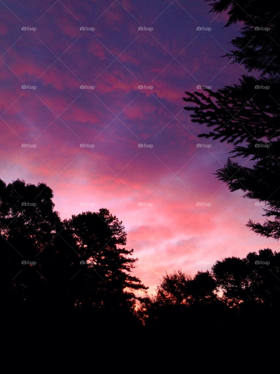 Low angle view of dramatic sky and silhouette of trees