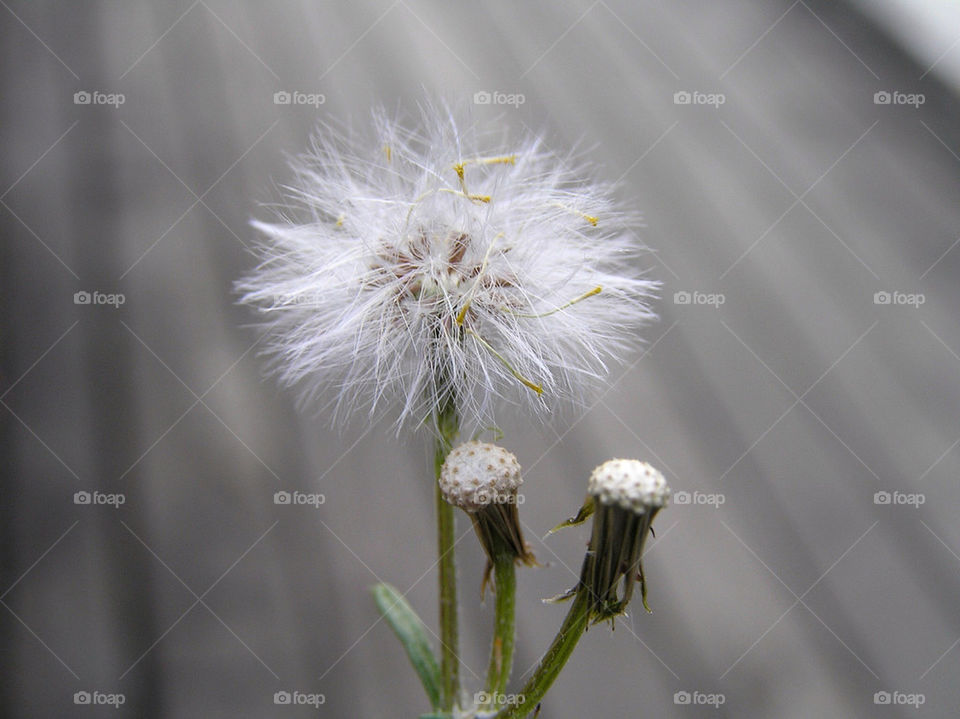 flowers nature dandelion plant by linque