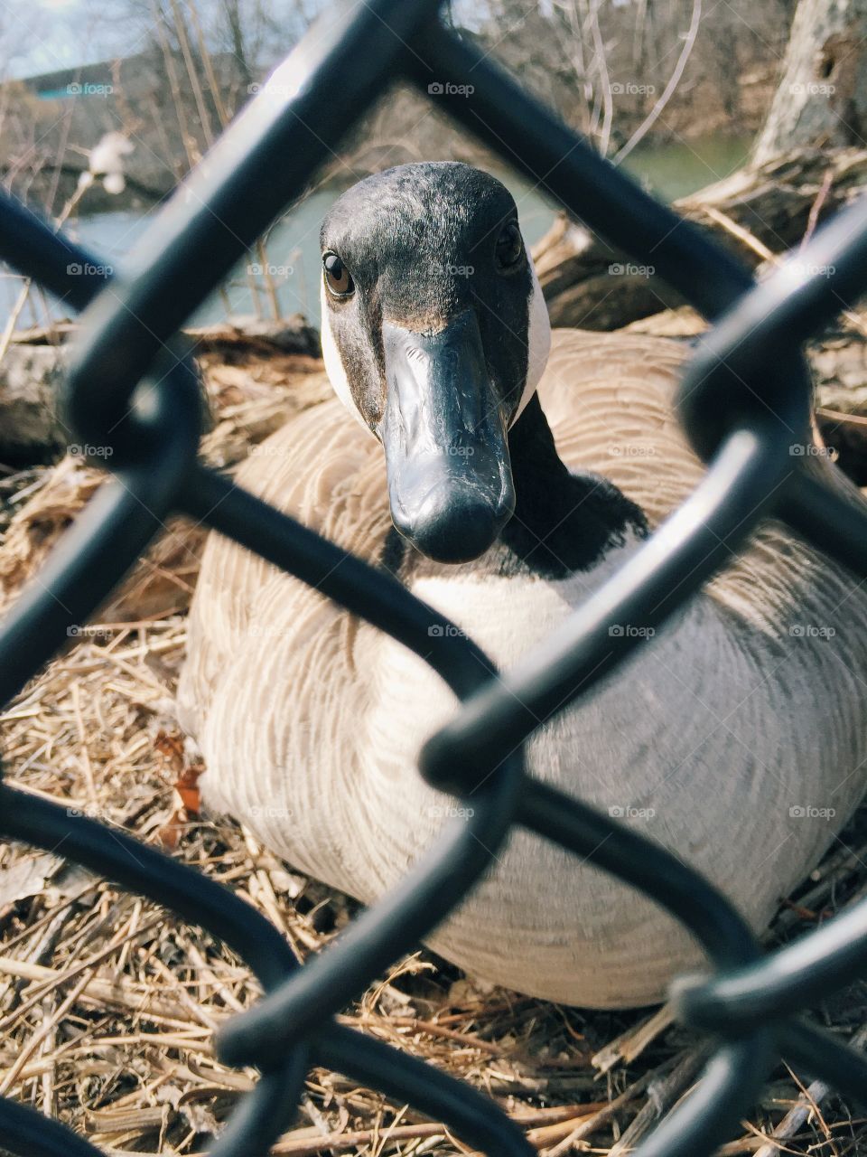 Goose sitting in nest behind fence