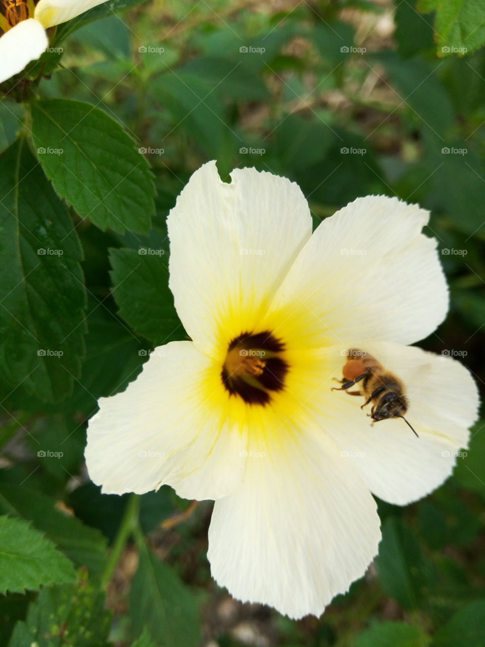 Flower, Nature, Leaf, Flora, No Person