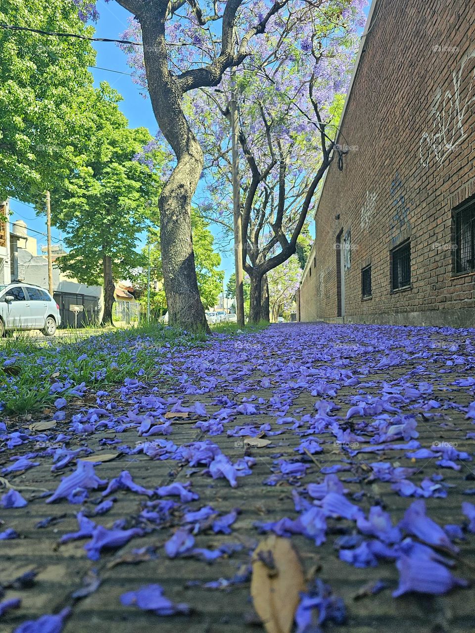 The Jacaranda tree in Buenos Aires blooms mid spring and covers the streets in a blue-violet carpet. It's attractive and long-lasting flowers, delight locals, and tourists alike.