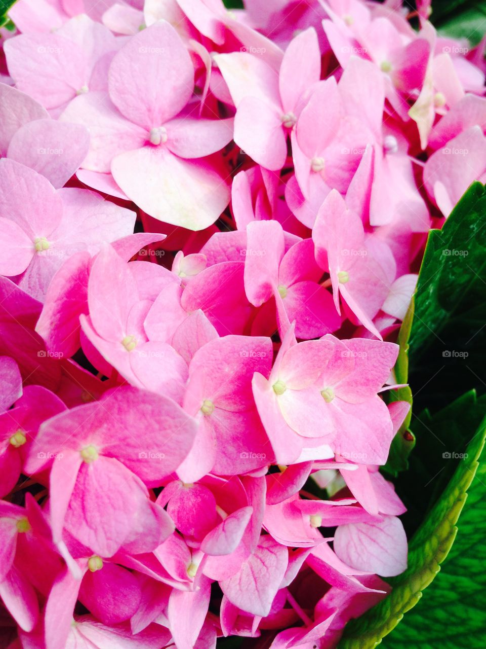 Pink Ball of Flowers. A beautiful bunch of pink flowers