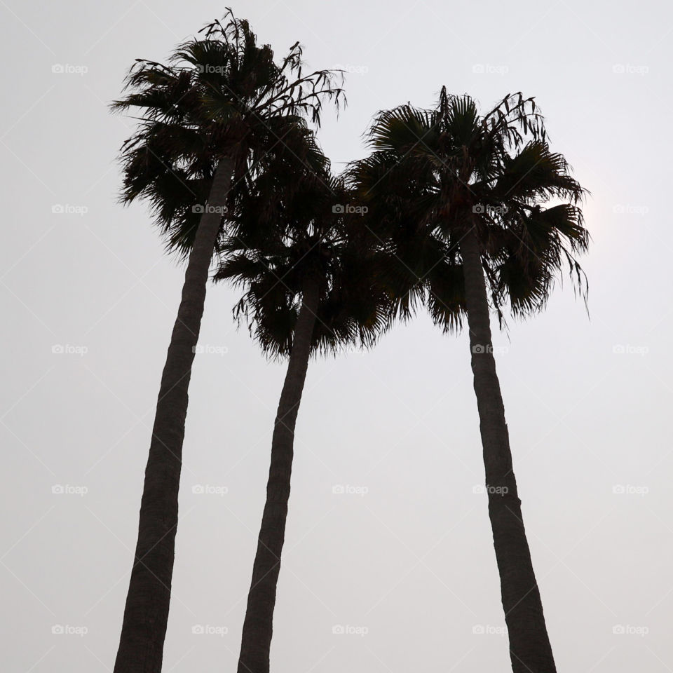 Palm trees at the beach 