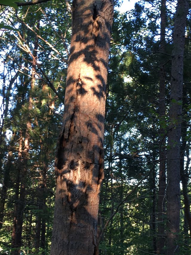 Leaf shadow