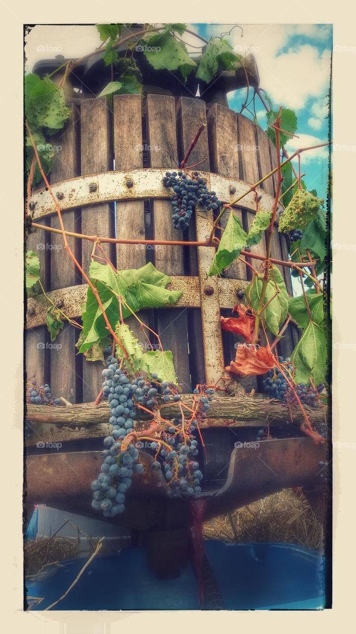 grape festival, wine production