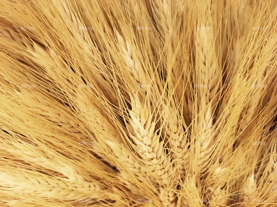 wheat