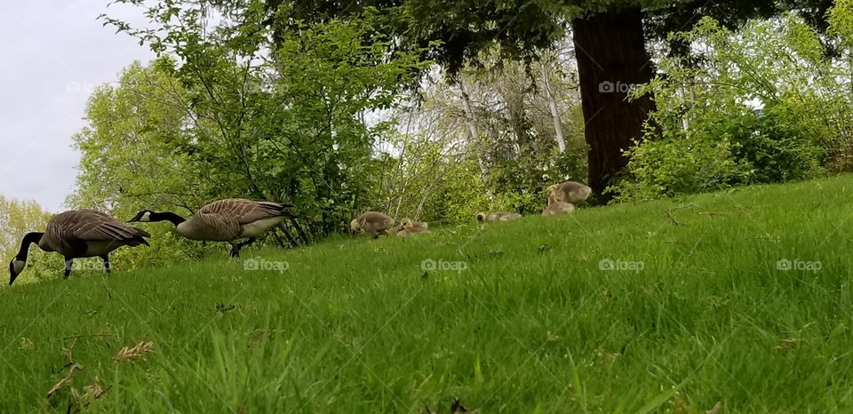 baby goslings