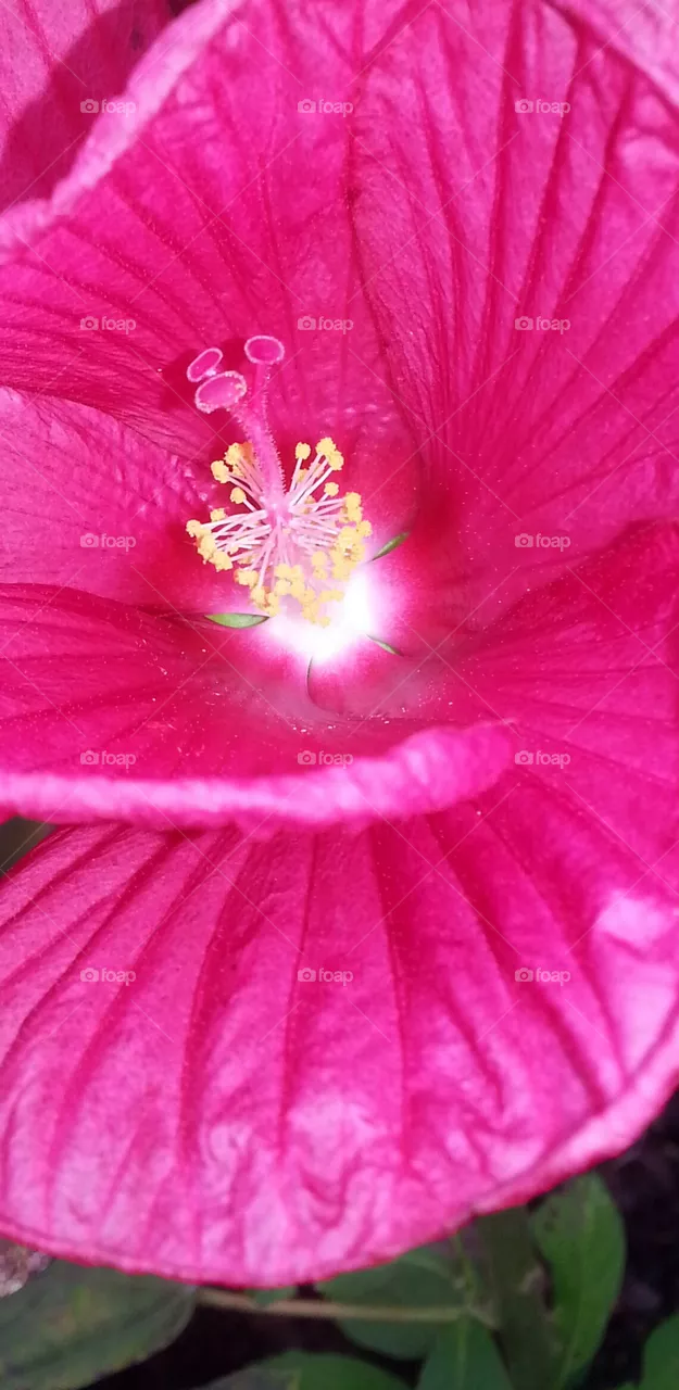 flower