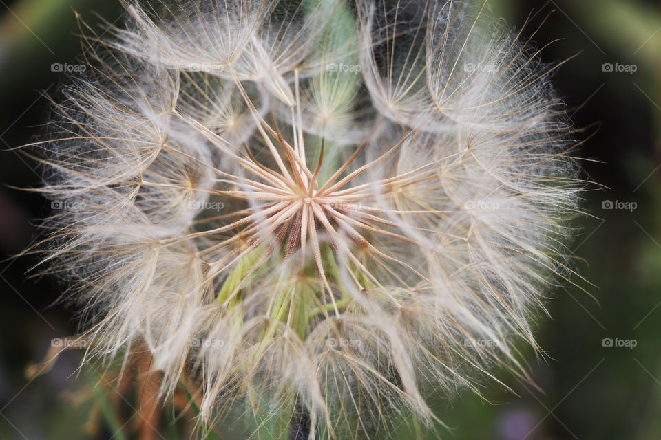 Close up of a dandelion