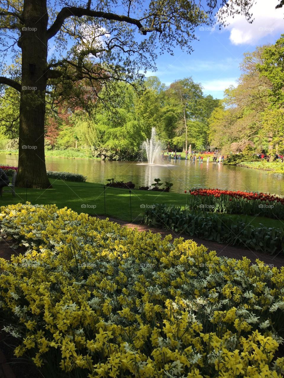 Campo de tulipas Holanda 