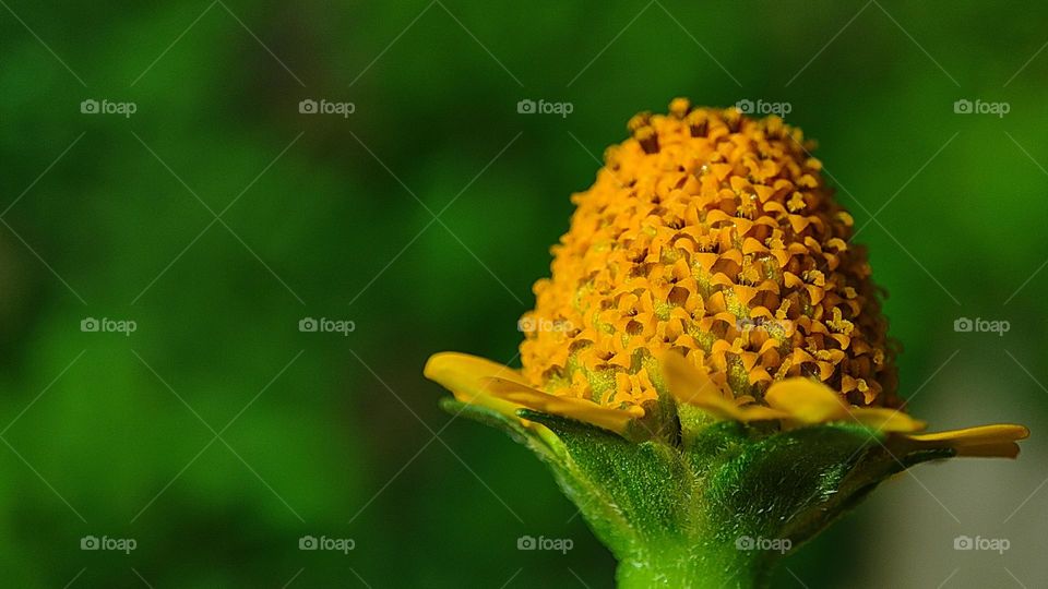 Beautiful orange flowers, little orange flowers, plant