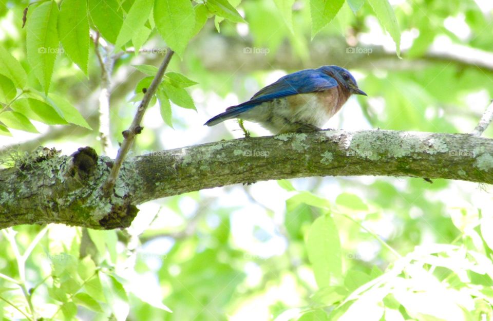 Blue bird in a tree