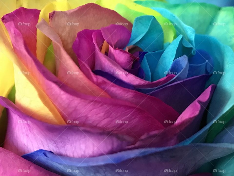 Rainbow petals 2