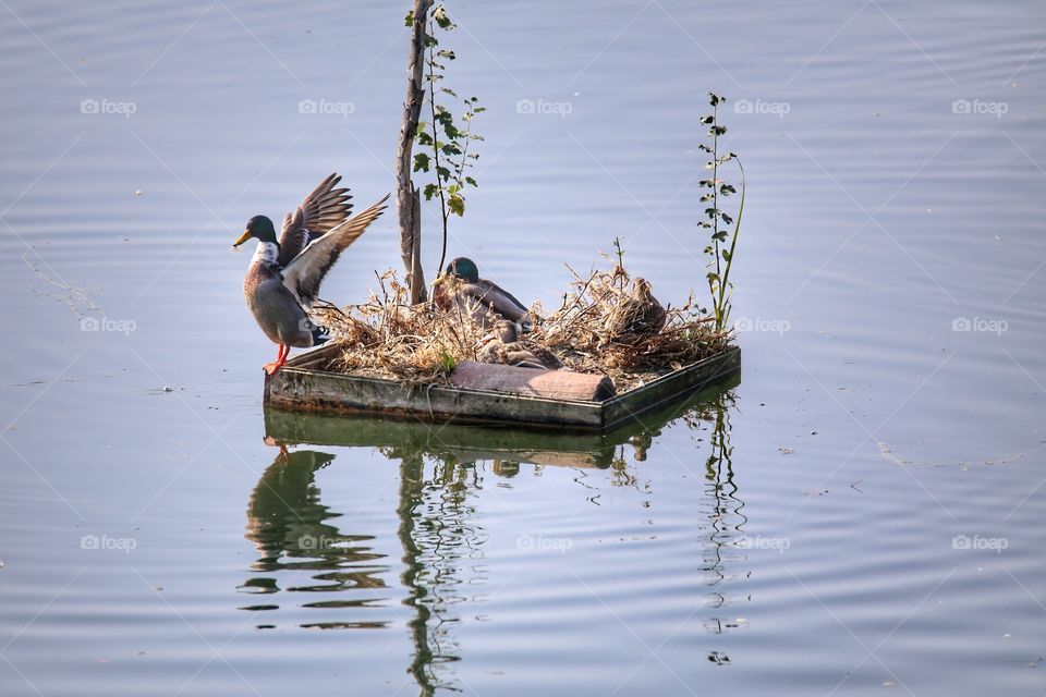 Island birds