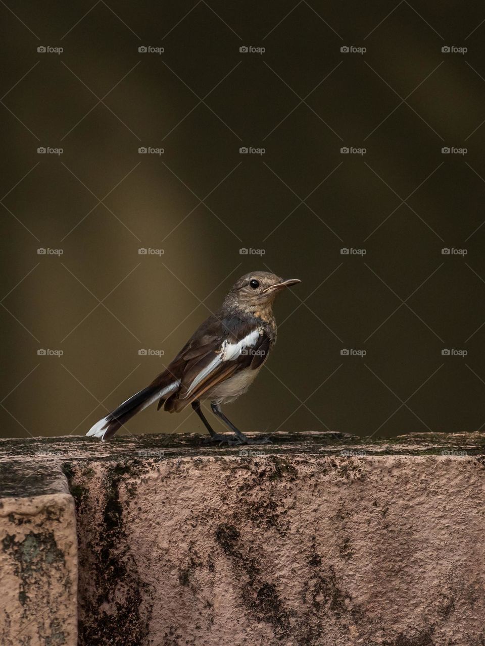 Oriental magpie-robin