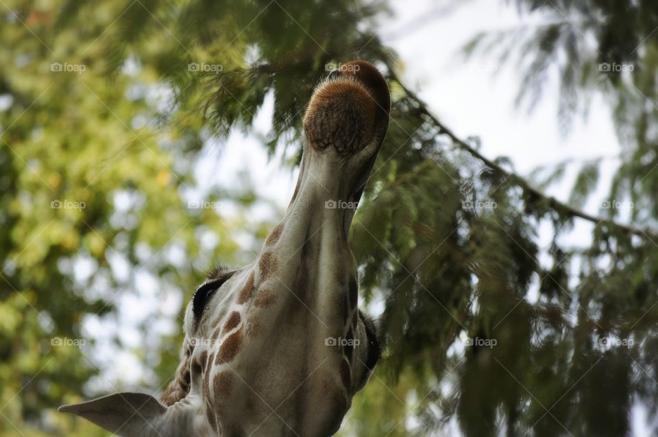 Giraffe Feeding