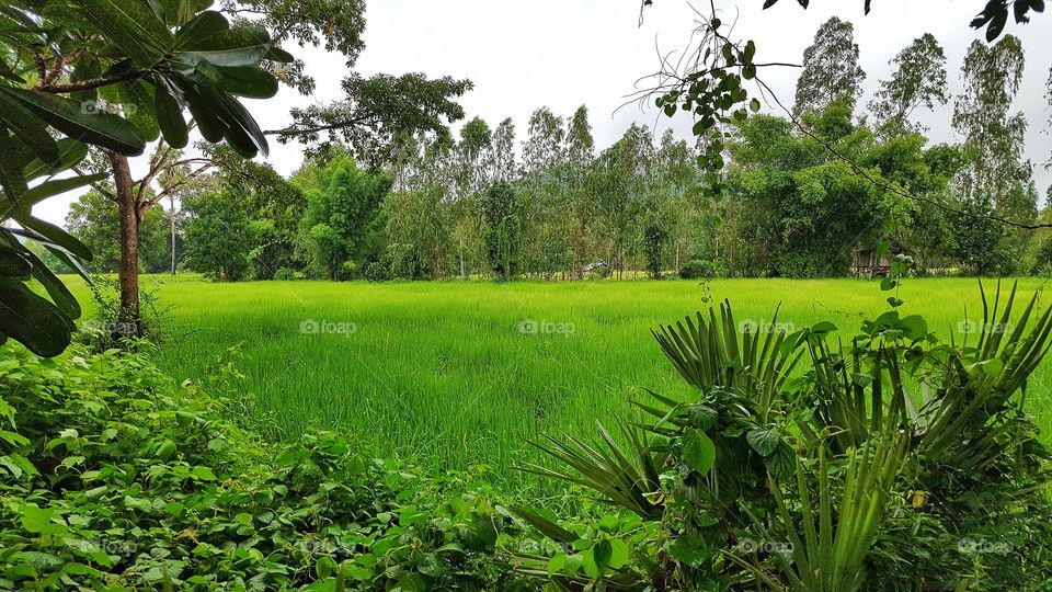 Beautiful rice field view